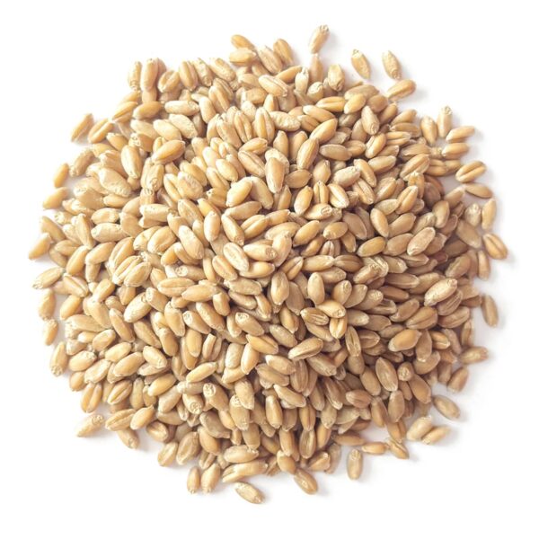 Organic Soft White Wheat Berries