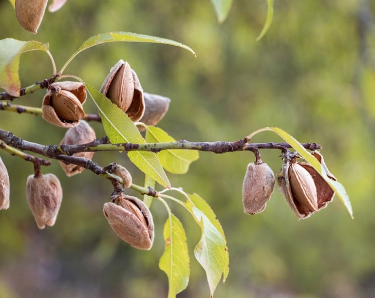 Organic Dry Roasted Almonds with Himalayan Salt - Image 5