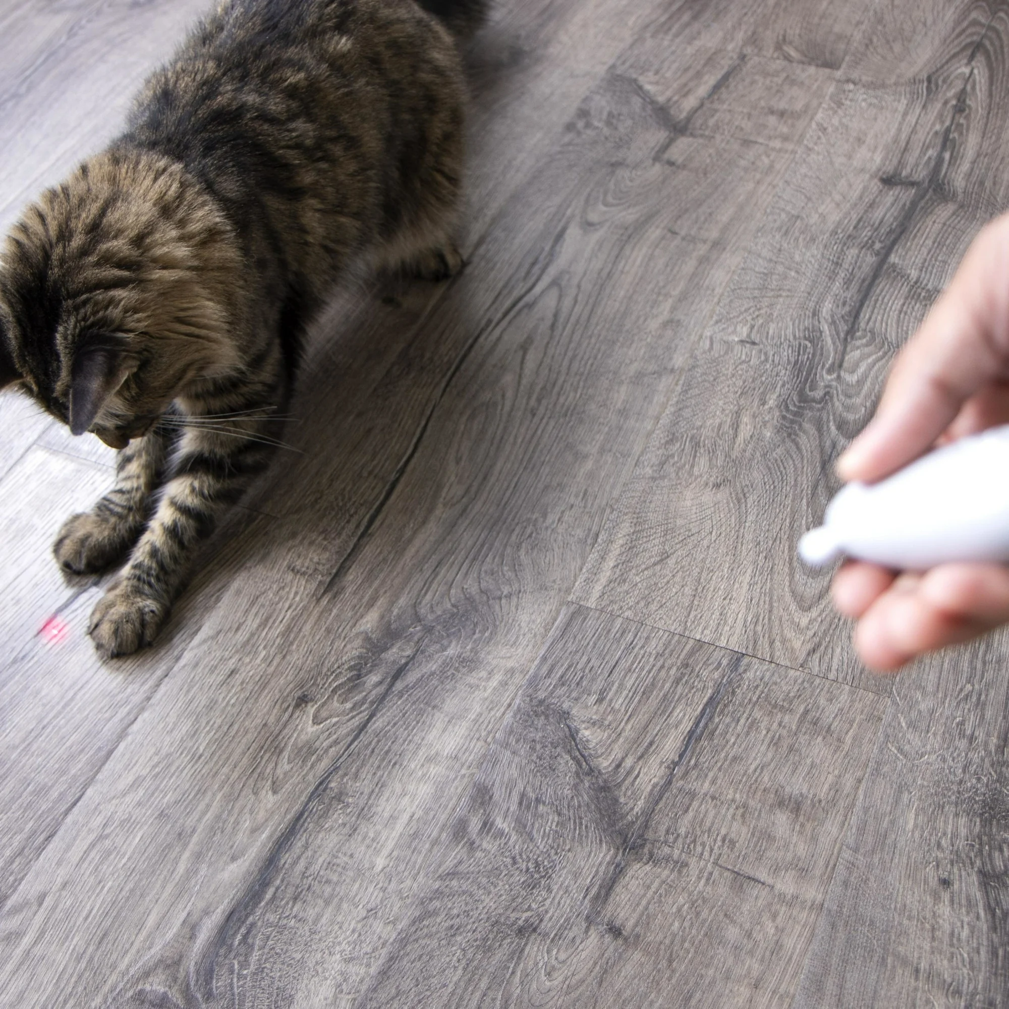 SmartyKat Loco Laser Electronic Light Laser Cat Toy, Battery Powered - Image 2